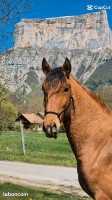 Vente de cheval : One Love Edoras